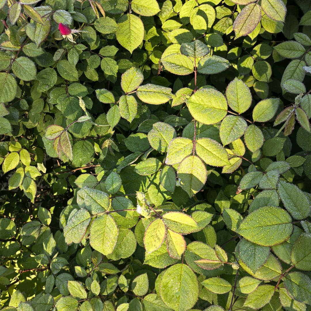 福禄寿纸制品批发