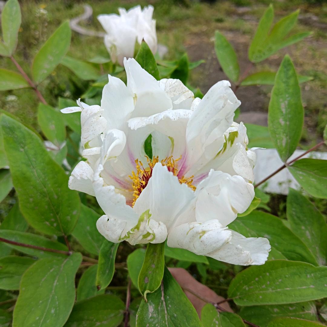 🦋ꦿ໊余生᭄🕊随心᭄ꦿᩚ٭