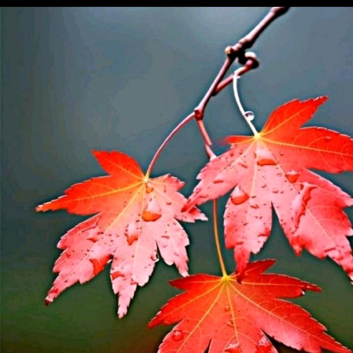 秋叶(冬眠中…)