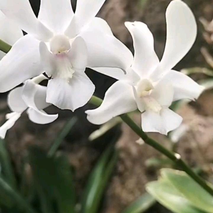阳歌