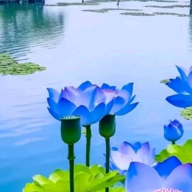 好运来