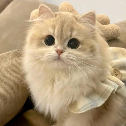 可爱小猫