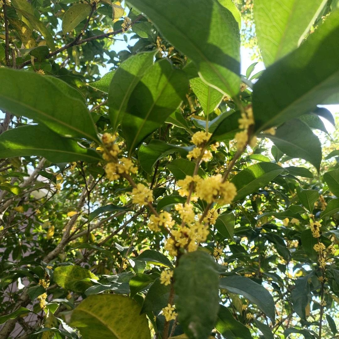 : ꦿ好ᨶ႒ᩚ运ᥫᩣ໌້ᮨ加满✨