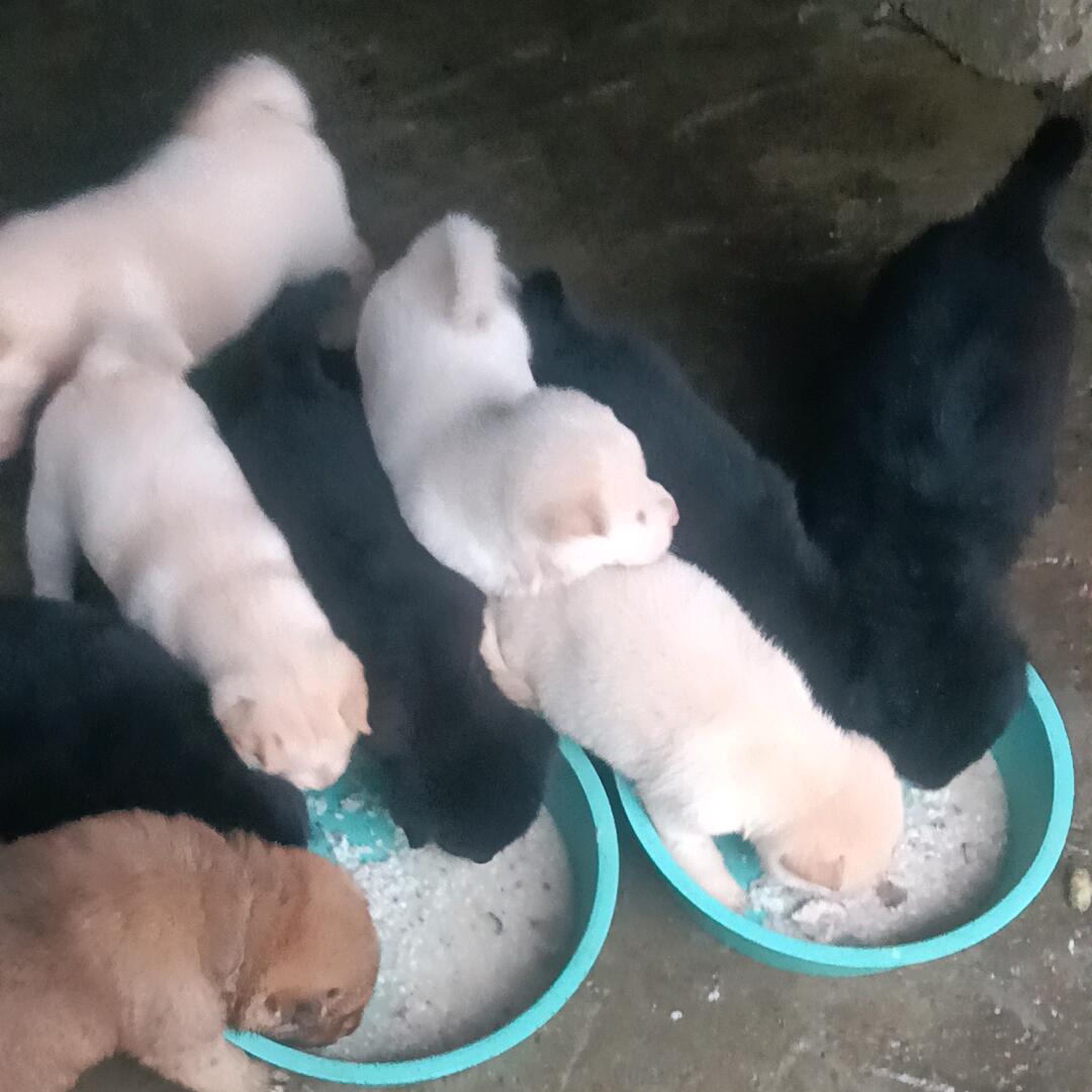 田园犬中转站