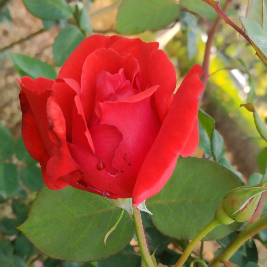 ༺༂孤狼༗独行༂༻