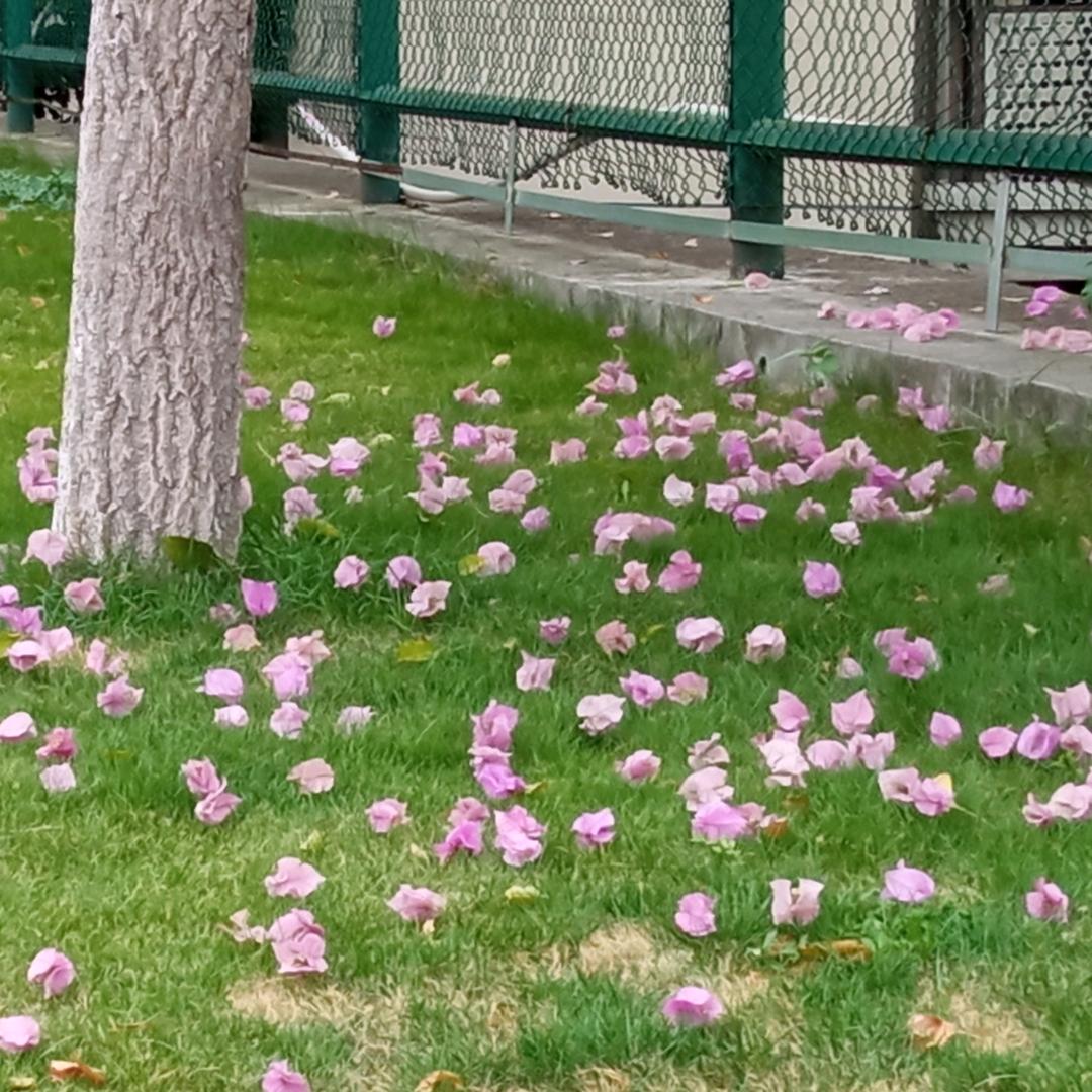 芙幺