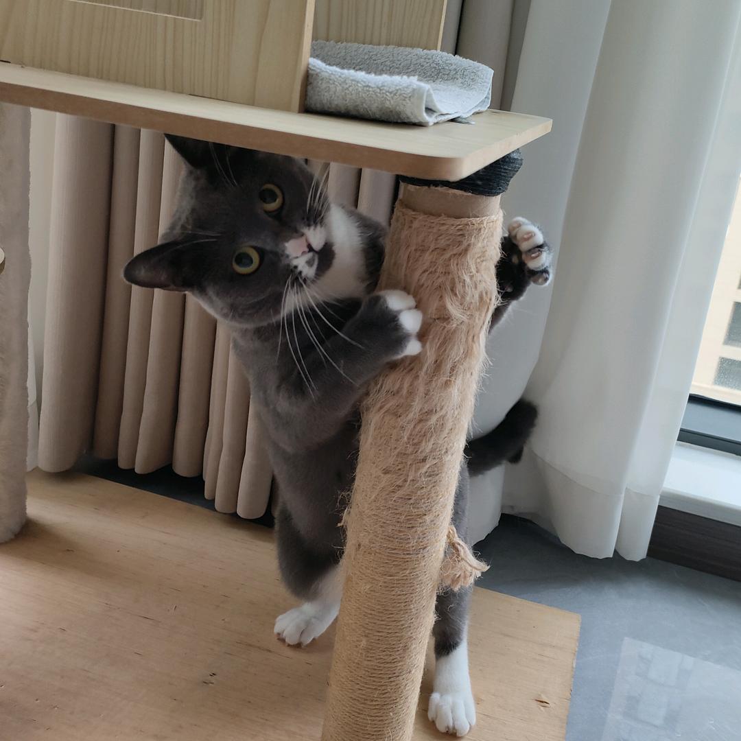 猪小咪🌈