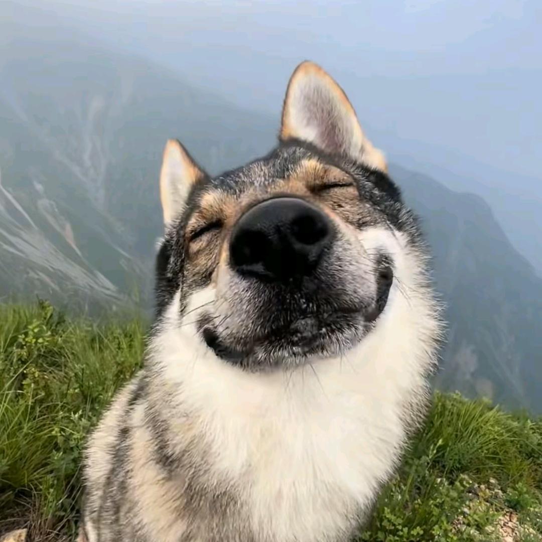 西南丛林树袋熊