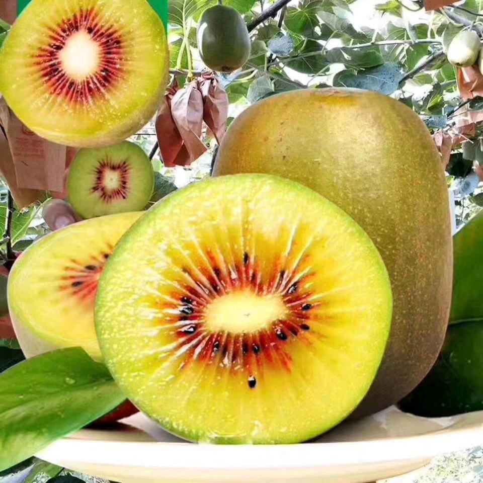 武平田佳百香果收购批发➕@土特产批发零售