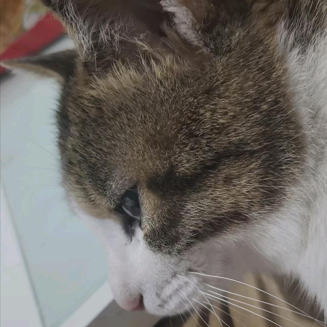 桉桉不乖