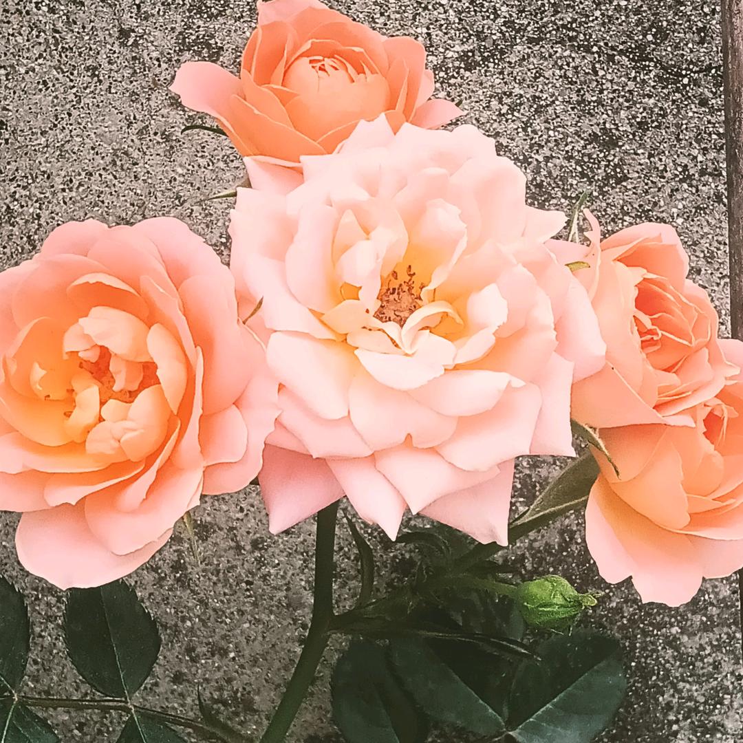 简单些，快乐些😀😀😀🌸🌹