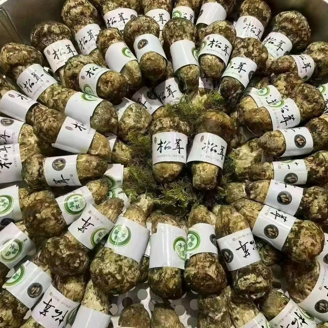 高山松茸