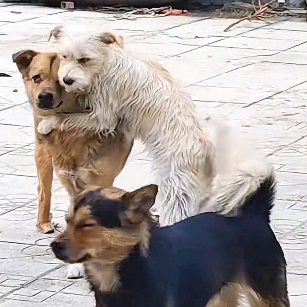 小羊妈～和事佬五月