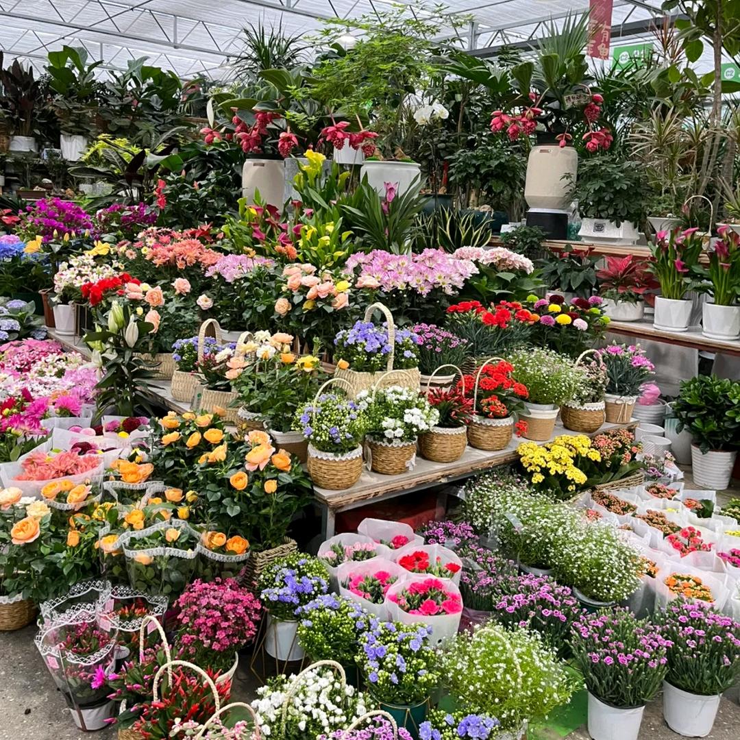 云上花卉苗圃基地