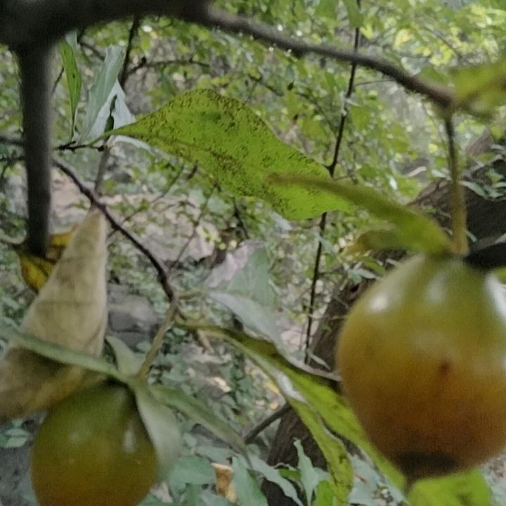 卢小兵