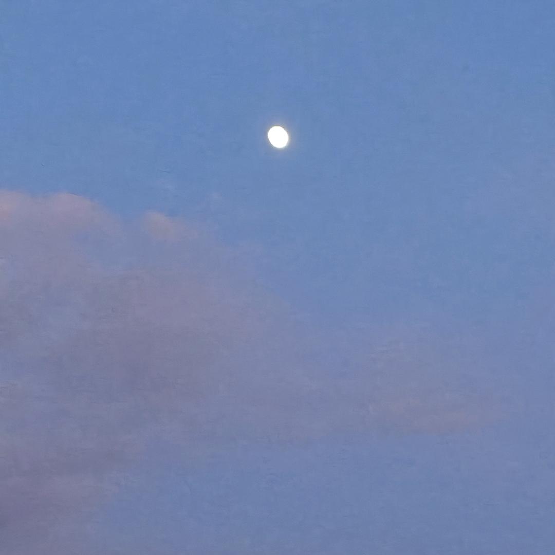 🩷野菊花❤️‍🩹