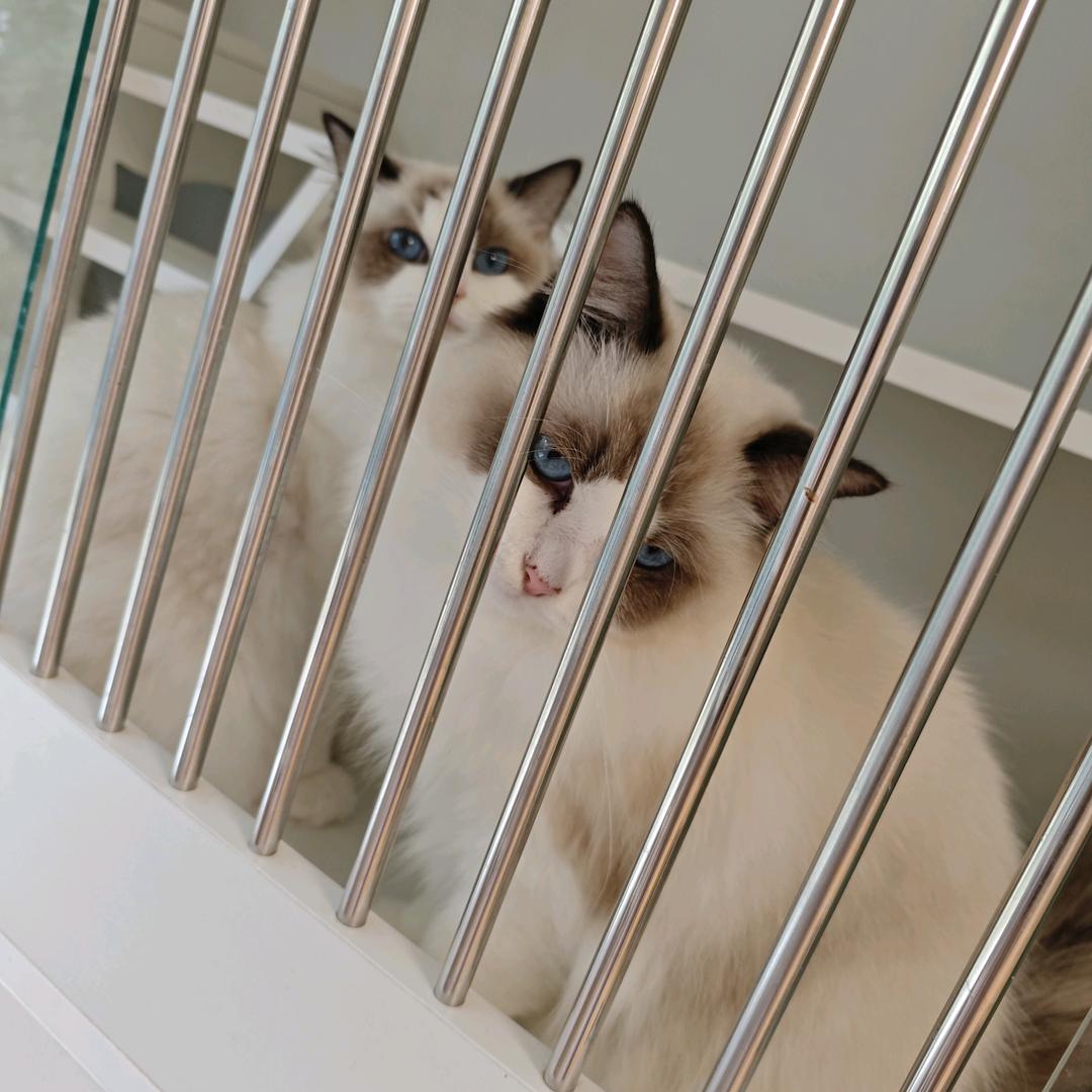 菩提树下一朵莲