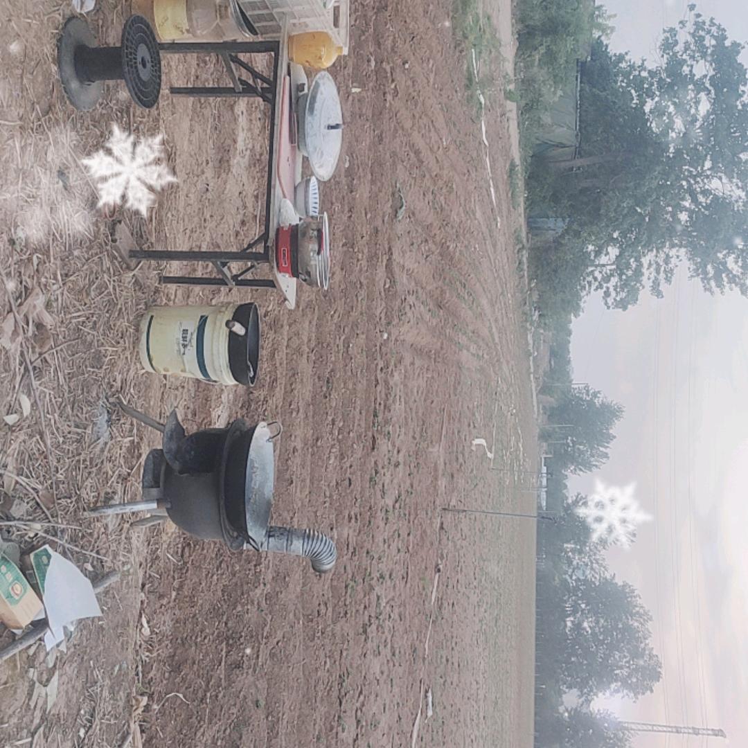 田园生活的猫娃儿