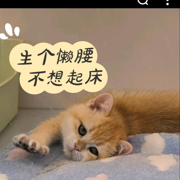 凌晨一点的猫