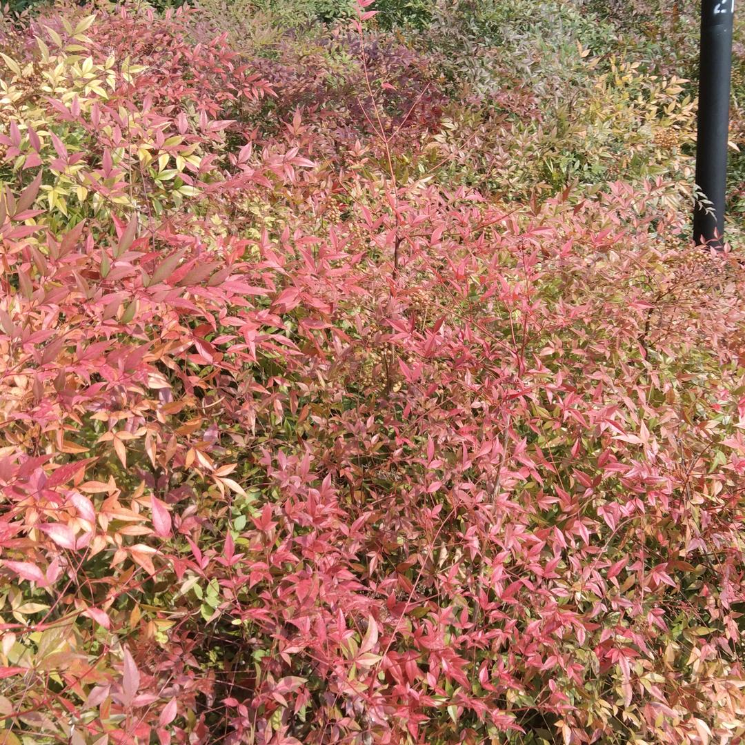 燕子