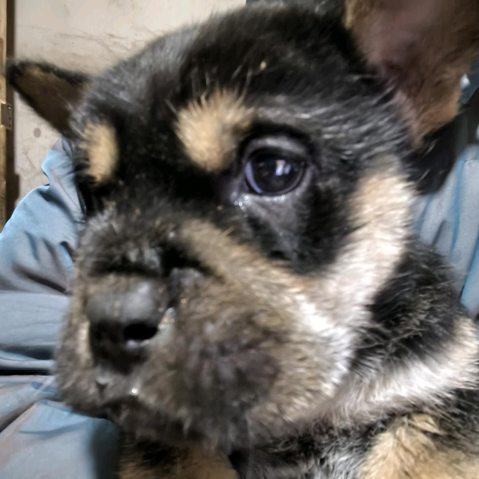 转行之我回农村养修狗