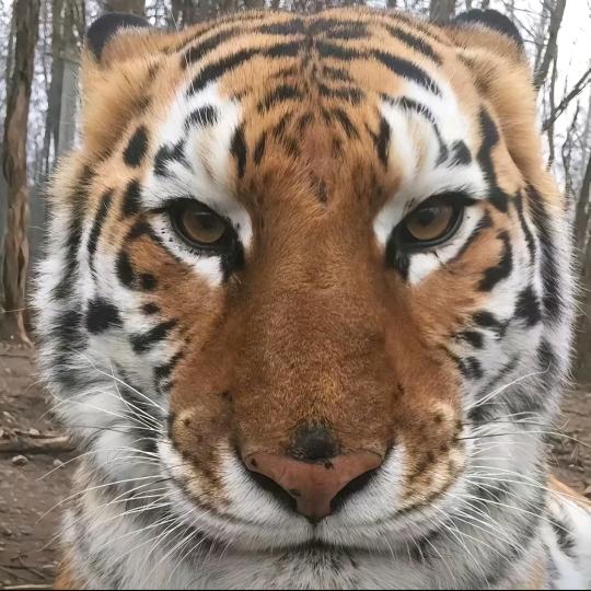 逃避