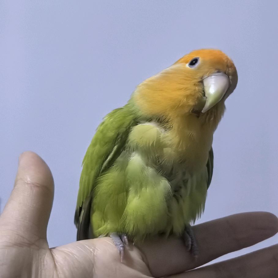 盈和国际物流｜陶子🌻