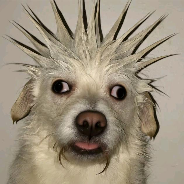 没有头皮谢女士