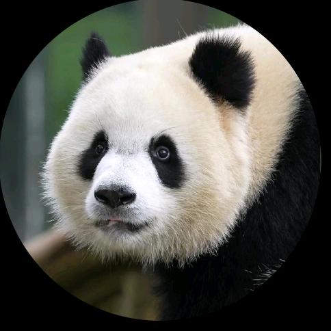 爱爱是个小熊精～