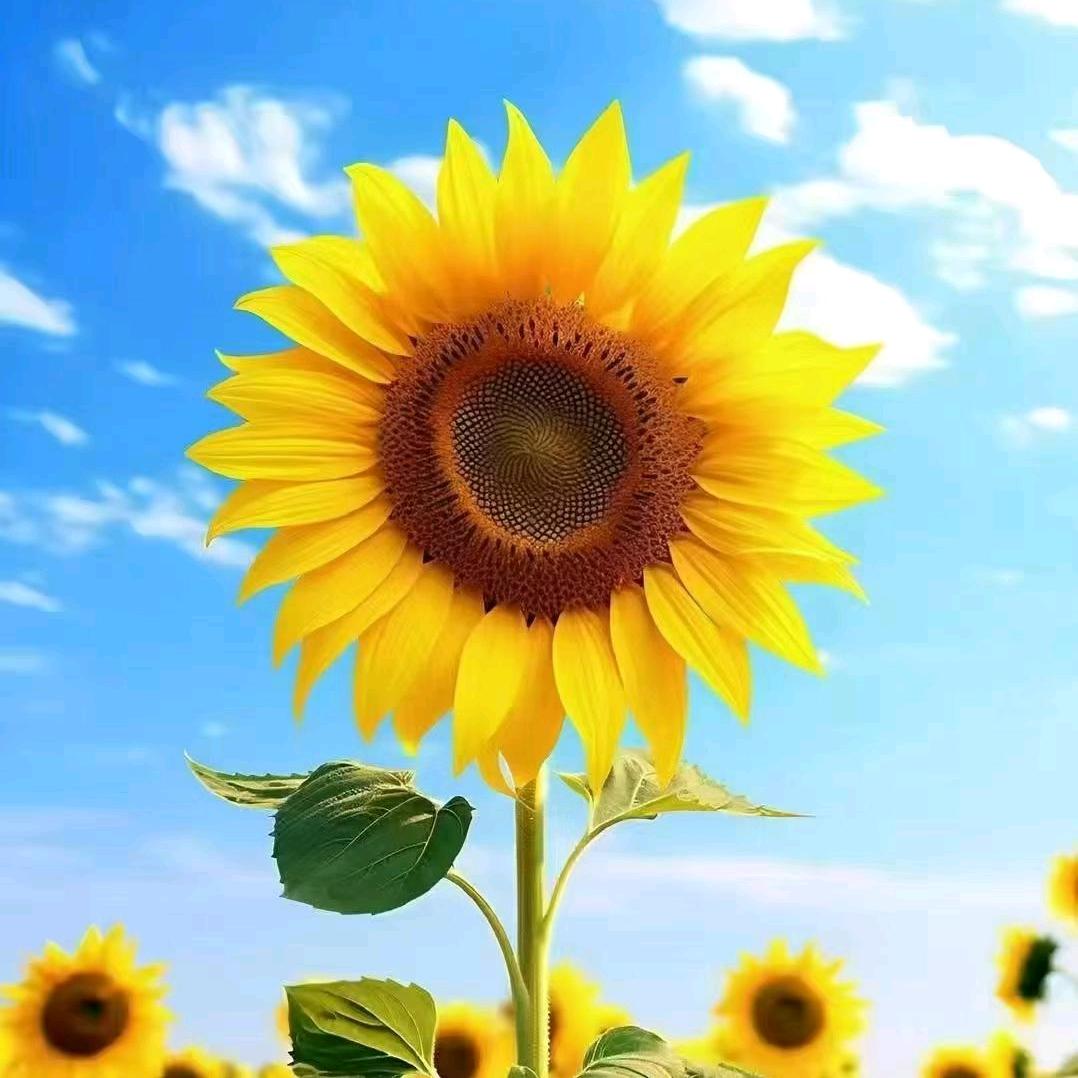 うぃすご☀长安
