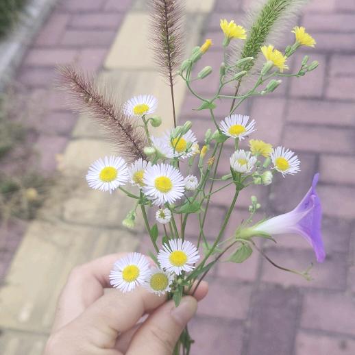 明天会更好