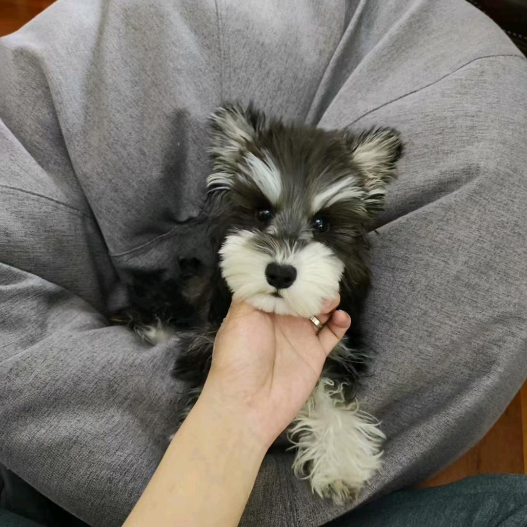 睿林萌宠   女助理
