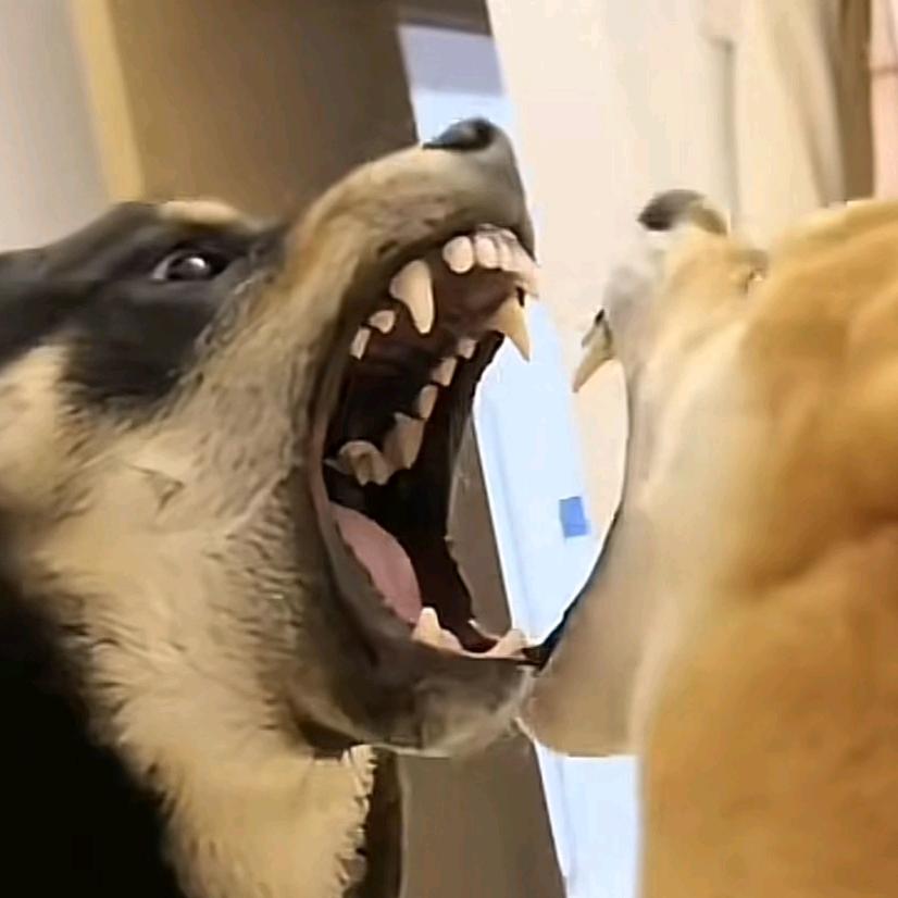 糖
