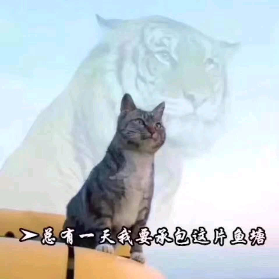 宁愿二，不愿装