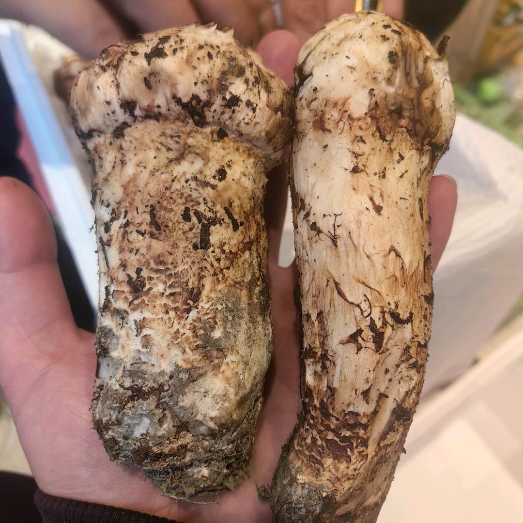 小豪的野生菌