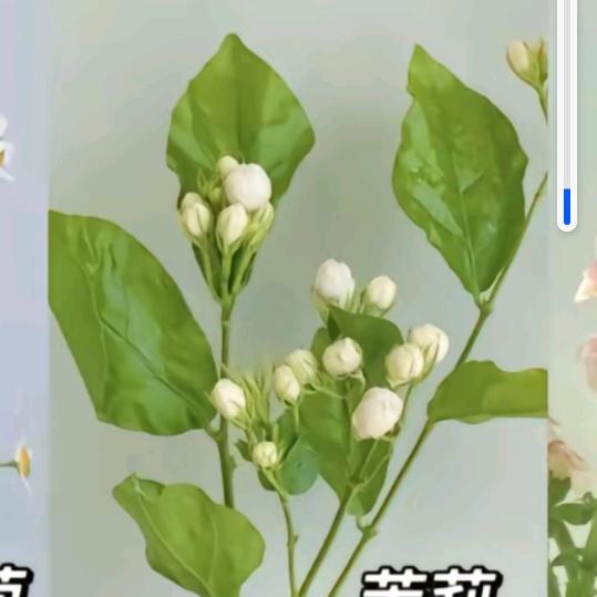 花开花谢