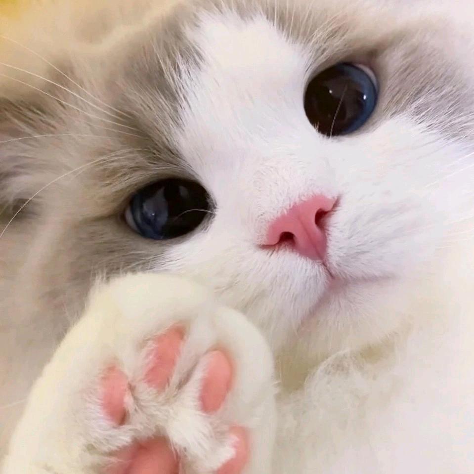 JJ启航-大猫助手