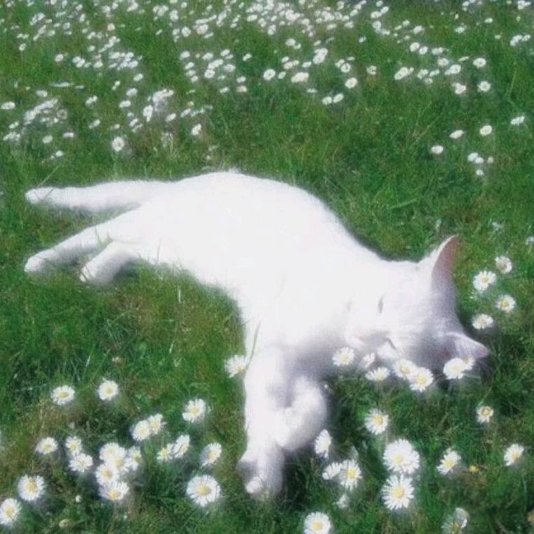 八十三次日落🌅