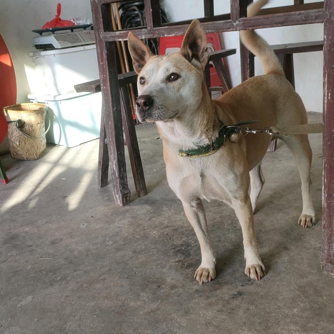 骑着乌龟看妹妹