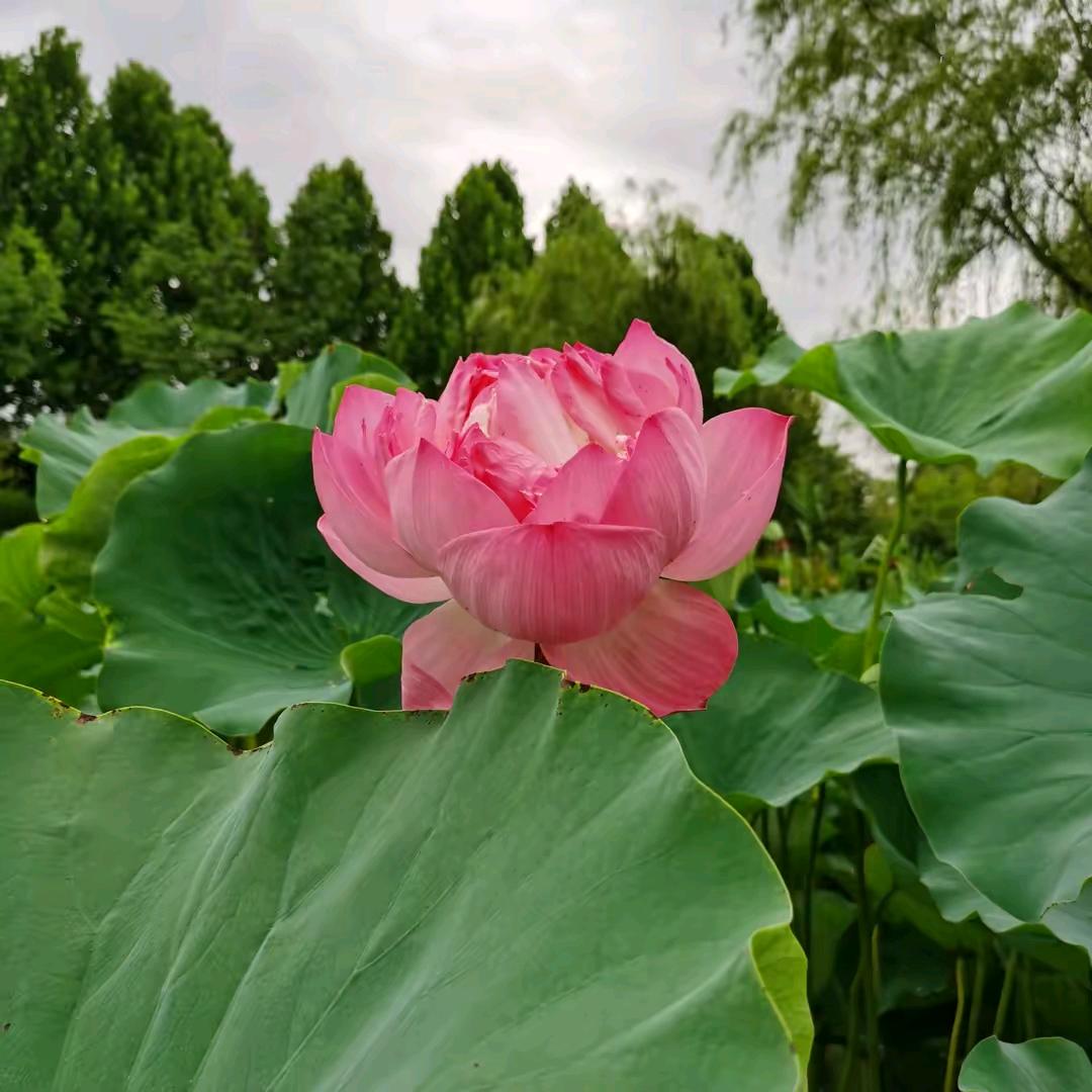 🐷小晴天🐷