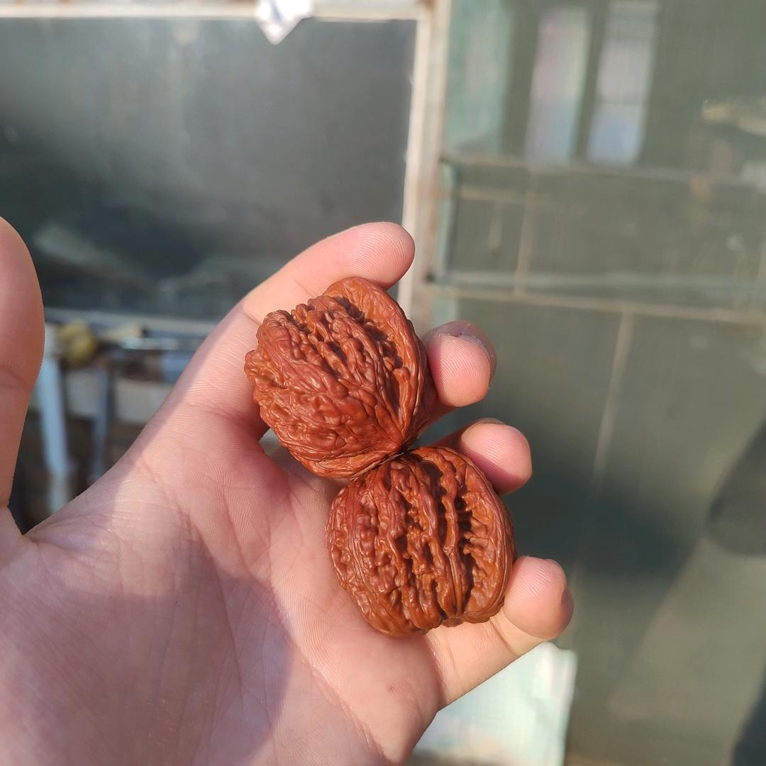 黑猪文玩