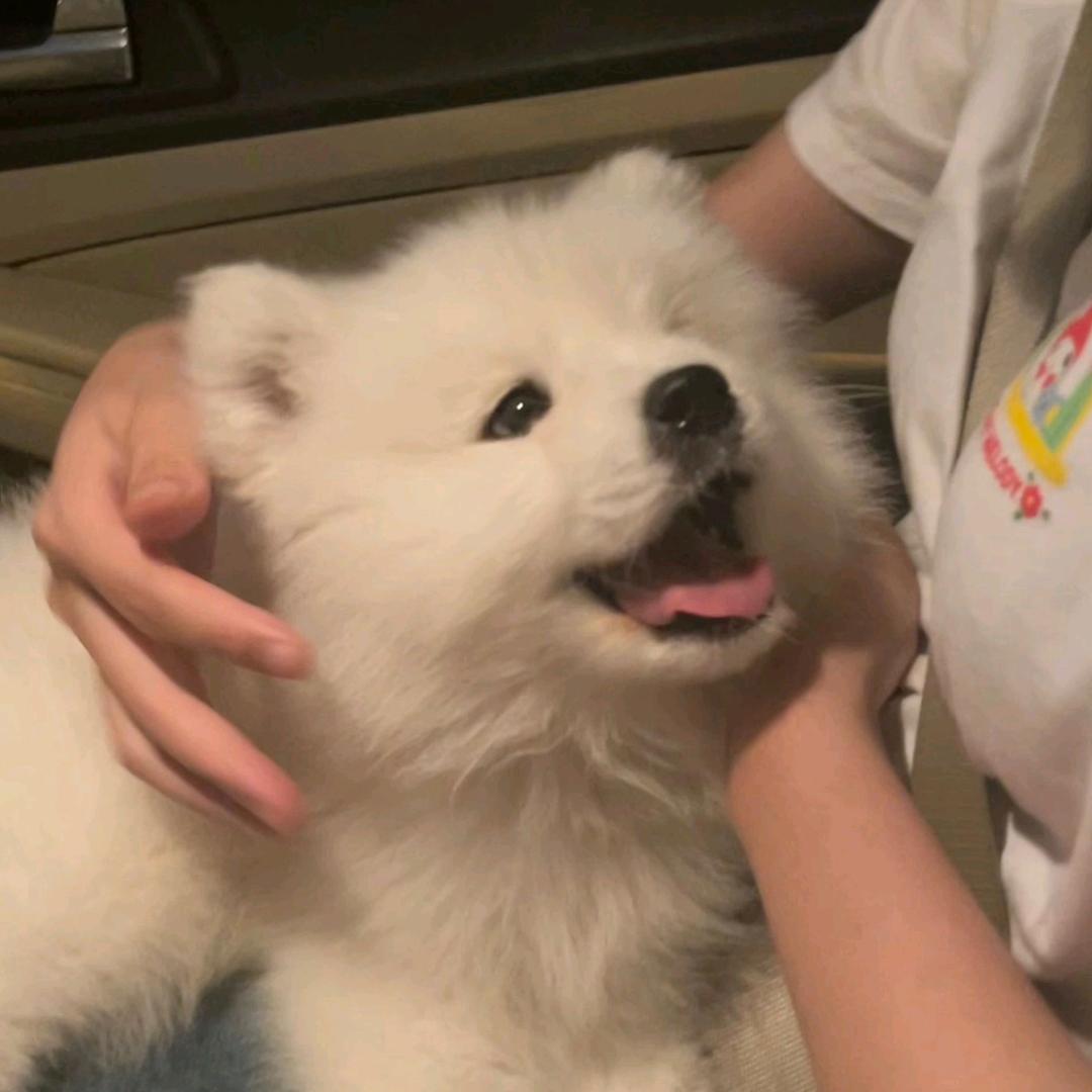 YY.