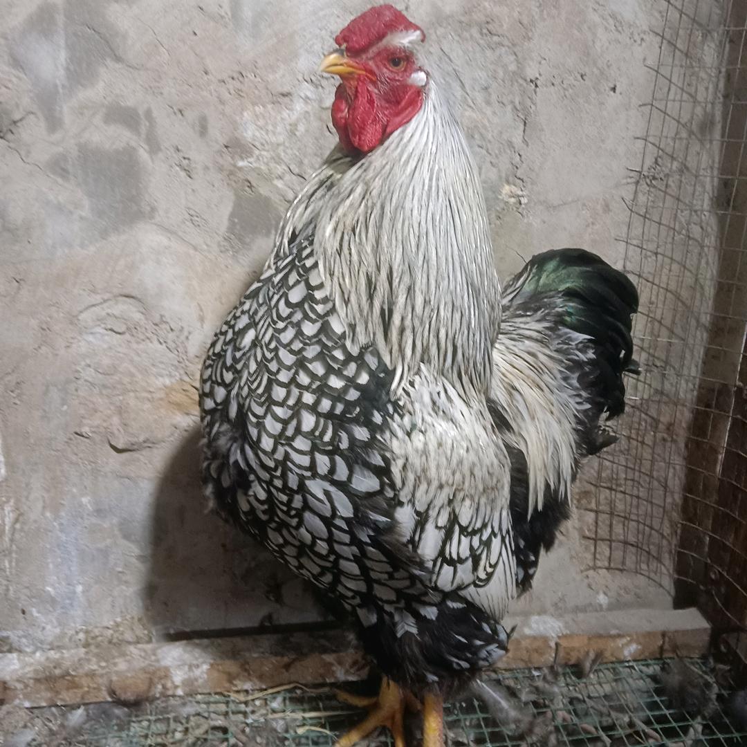 鼎信宠物观赏鸡舍