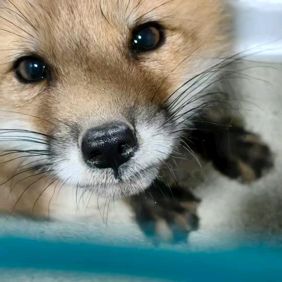 易公子🦊