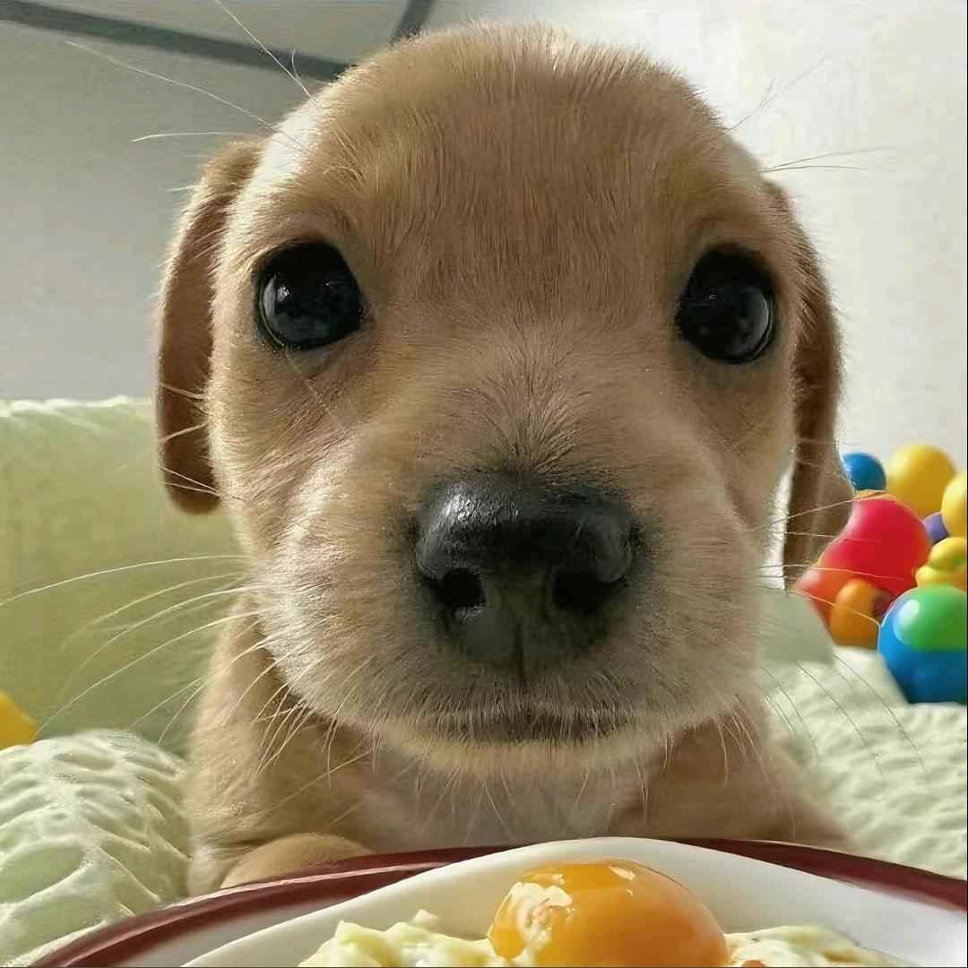 灼华
