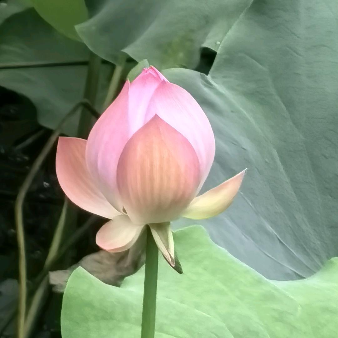 康乃馨