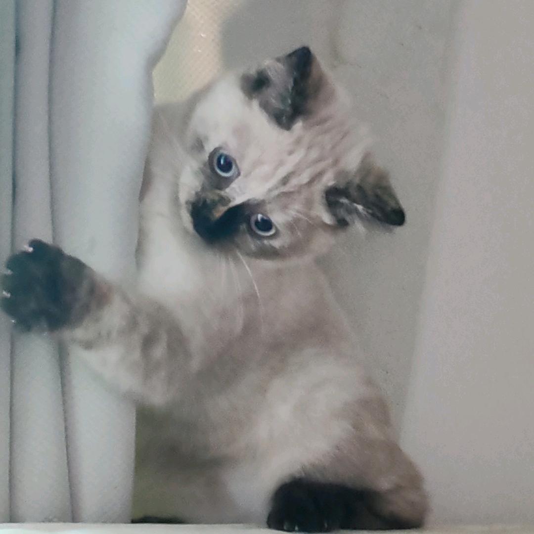不是乌鸦