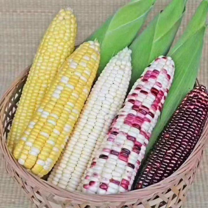 佛山振达玉米批发