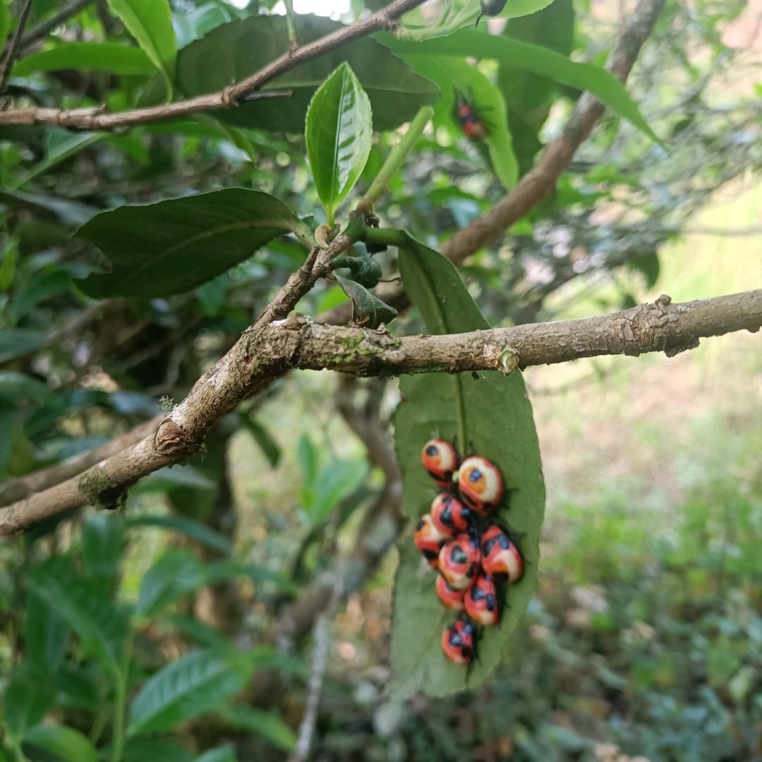 云南古树茶农