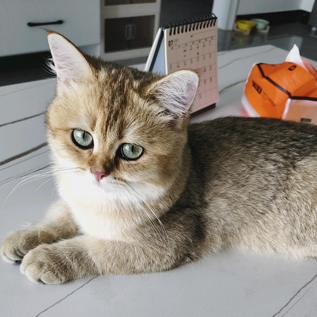 家有好运